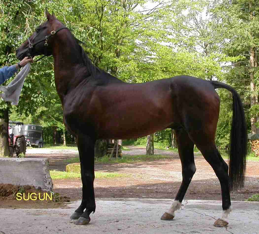 SUGUN - Akhal Teke Stallion